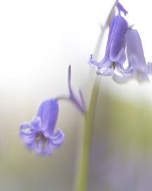 Jacinthes des bois sur Jacqueline de Groot