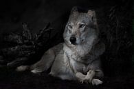 Kalm vertrouwen van een liggende imposante she-wolf tegen de achtergrond van een nachtelijk bos (str van Michael Semenov thumbnail