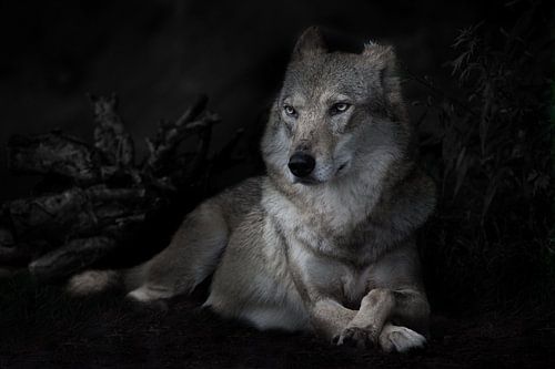 Kalm vertrouwen van een liggende imposante she-wolf tegen de achtergrond van een nachtelijk bos (str