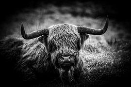 Scottish Highlander Portrait by Monique Folkerts
