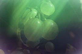 Muscat Freelensing 1