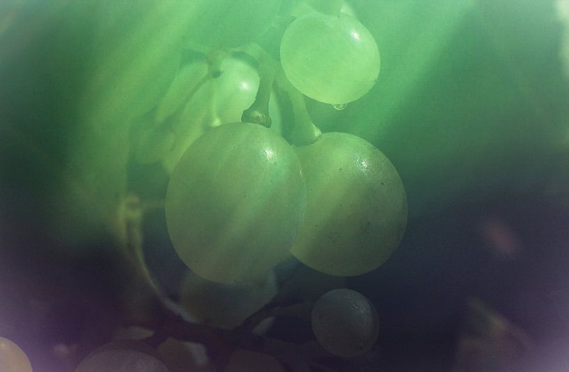 Muscat Freelensing 1 von Henry van Schijndel