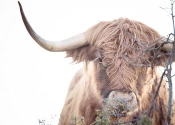 Schottischer Highlander