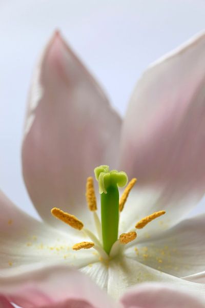 Tulip by Thomas Jäger
