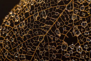 Gouttes dégoulinant sur les nervures des feuilles sur Jolanda de Jong-Jansen