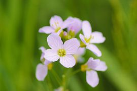 Pinksterbloem van Martijn Buitenkamp