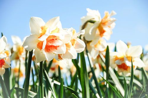 Daffodil field in North Holland
