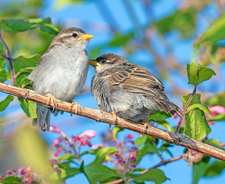 Twee jonge mussen zittend op een tak van ManfredFotos