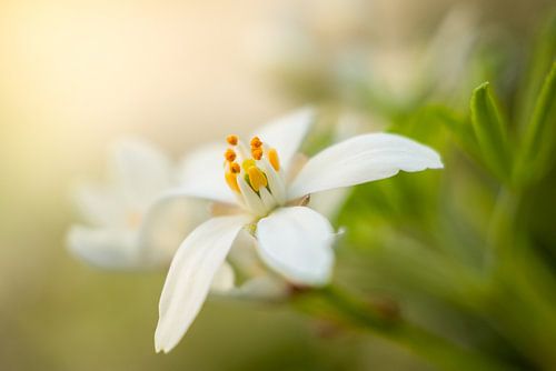 Nèfle brillant dans un environnement de rêve sur SchumacherFotografie