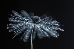 Makro von einem Tropfen bis zu einem Fussel