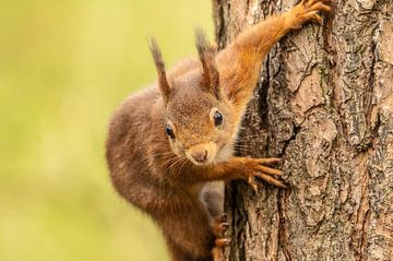 The alert Squirrel by Jolanda van Haeften