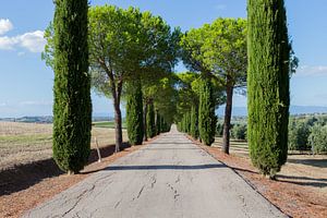 Eine Zypressenallee in der Nähe von Panicale in Umbrien in Italien.