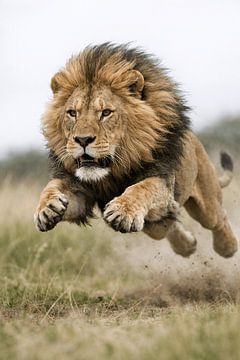 Leaping lion in full action – powerful wildlife moment on the savannah