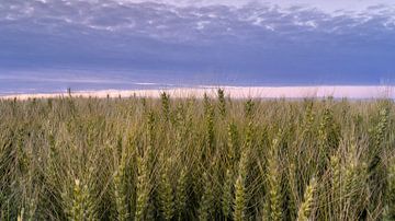 Graanveld bij avondlicht van Hillebrand Breuker