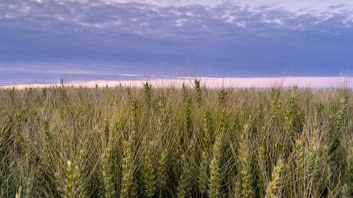 Granveld dans la lumière du soir