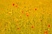 Meadow with Poppies