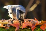 A blue jay at the feeder by Claude Laprise thumbnail