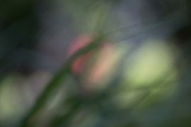 Grass? by Emajeur Fotografie