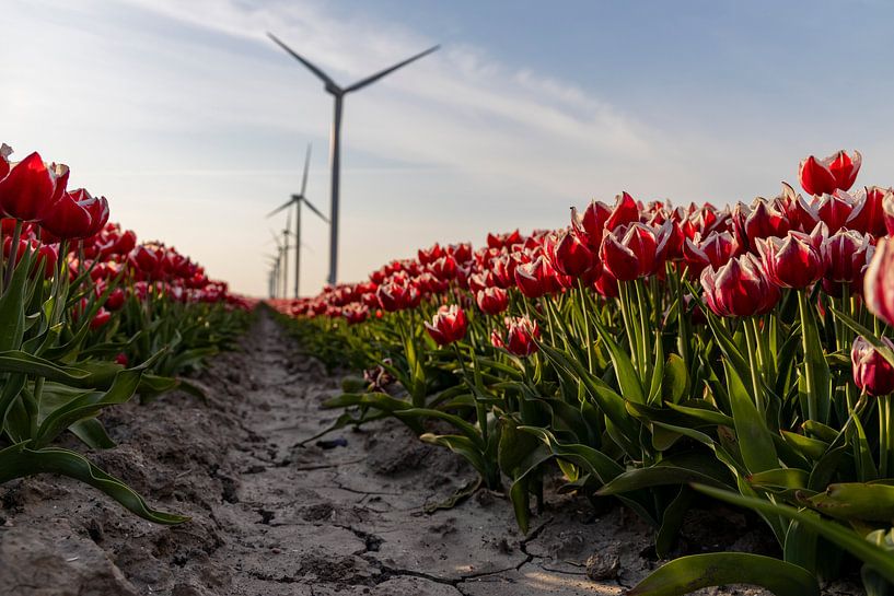 Rote und weiße Tulpen in einem Polder voller Windmühlen von Hans de Waay