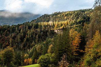 Zonovergoten naaldbomen in de herfst Oostenrijk