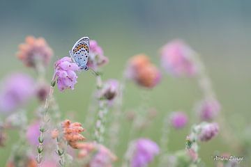 Heideblauwtje bij het eerste licht by Arien Linge