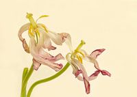 Tulipes