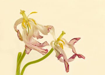 Tulipes sur Monique van Velzen
