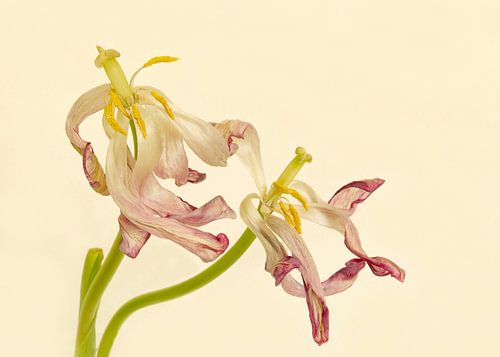 Tulpen von Monique van Velzen