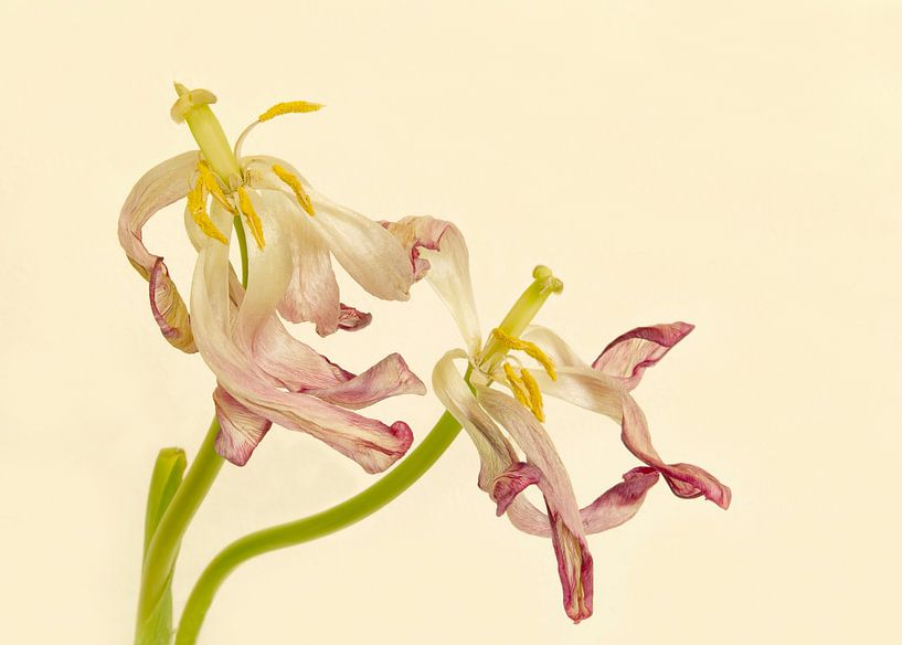 Tulpen von Monique van Velzen