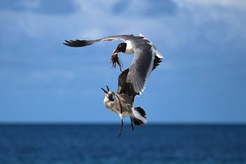 Seagulls fight over a piece of fish