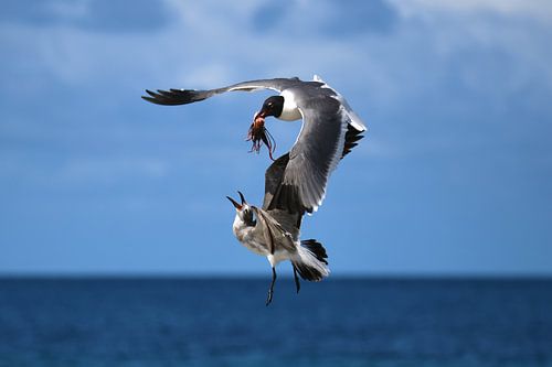 Seagulls fight over a piece of fish
