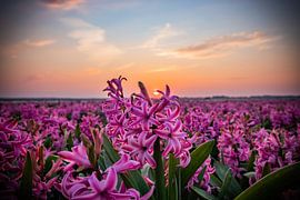 Hyacinten van Johan Mooibroek