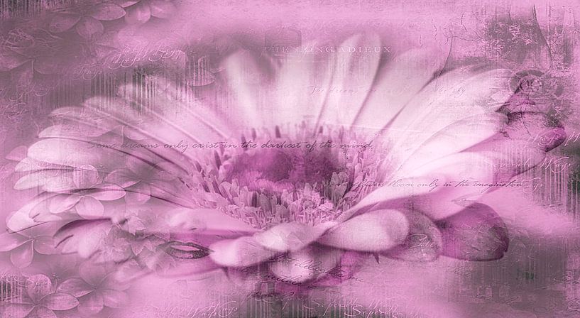  Pink gerbera with text by Rietje Bulthuis