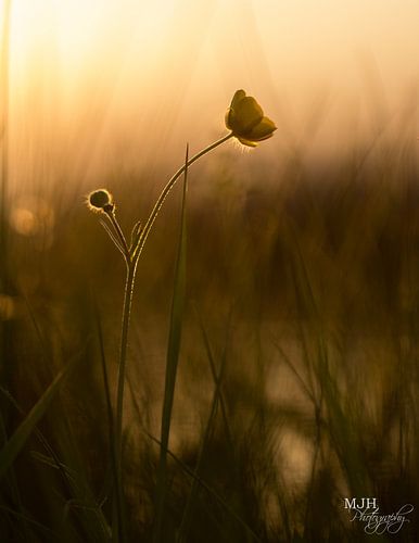 Buttercup in the sun