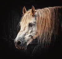 wit paard op Franse boerderij