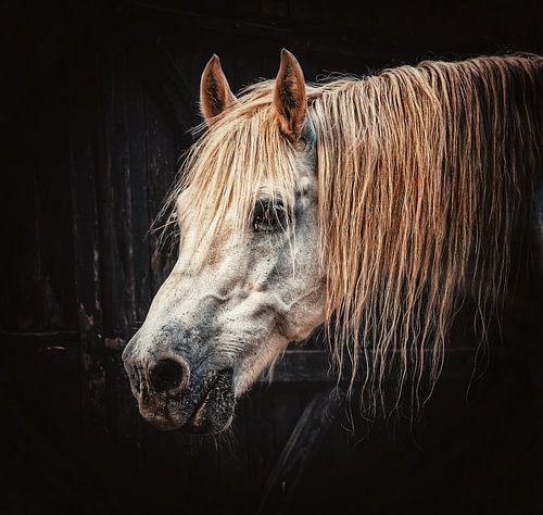 cheval blanc dans une ferme française