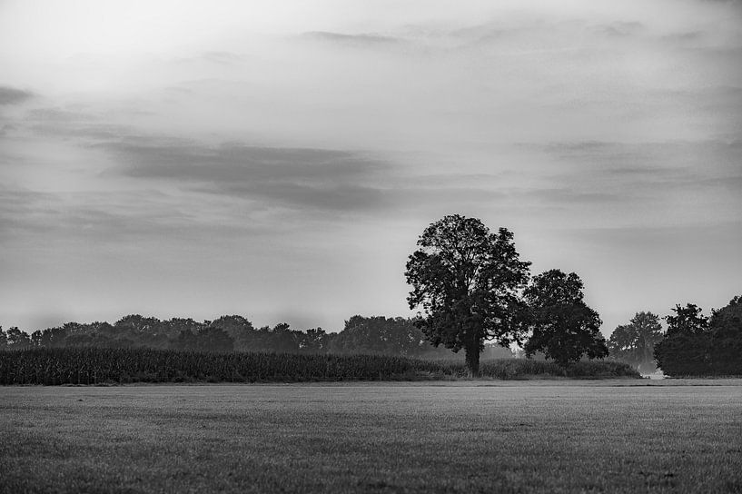 black tree by Tania Perneel