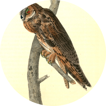 Uil, Long-eared Owl., Audubon, John James, 1785-1851