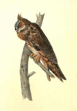 Uil, Long-eared Owl., Audubon, John James, 1785-1851