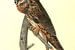 Uil, Long-eared Owl., Audubon, John James, 1785-1851 van Liszt Collection