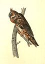 Uil, Long-eared Owl., Audubon, John James, 1785-1851 van Liszt Collection thumbnail