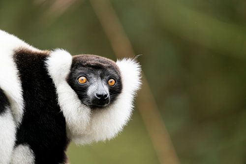 Schwarzer und weißer Affe