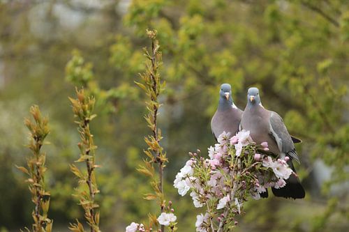 love brids van jaap vegter