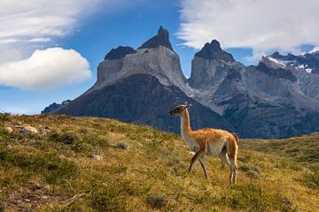 Guanaco bij Torres del Paine, Patagonië van Dieter Meyrl
