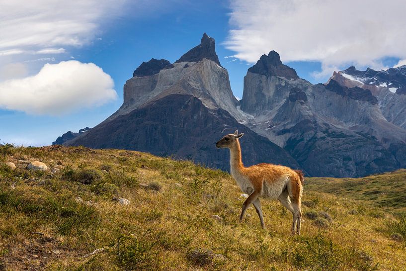 Guanaco near Torres del Paine, Patagonia by Dieter Meyrl