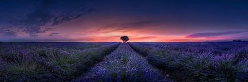 Lavendelveld Panorama in Frankrijk van Voss Fine Art Fotografie
