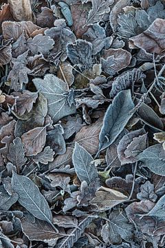Winter bladeren | Natuur van Dorien Paymans