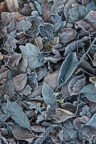 Winter leaves