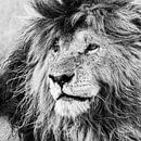 De koning van de Masai Mara: Scar van Sharing Wildlife thumbnail