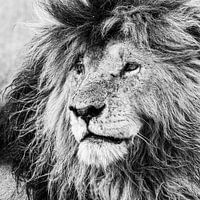 The King of the Masai Mara: Scar